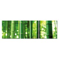Bild 3er Set Bambus gr&uuml;n Pflanze Asien Natur...