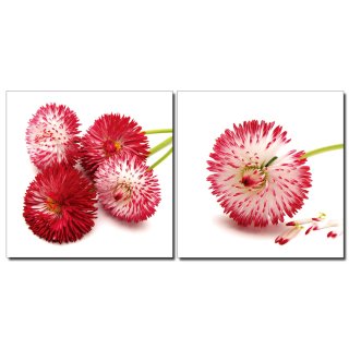 Bild 2er Set Blumen rot weiß Gänseblümchen 2er Set Fotodruck Holzfaserplatte Wandbild 2 mal 50x50 cm