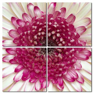 Wandbild Holzrahmen 4-teiliges -Set zeitlose Blumenblüte Blume Natur Blütenstaub
