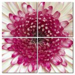 Wandbild Holzrahmen 4-teiliges -Set zeitlose Blumenblüte Blume Natur Blütenstaub