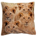Kissenbezug Fotodruck Löwen 40x40 Kurzplüsch Deko Kissen wild life Kissenhülle