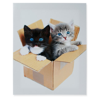 Leinwandbild Katzen im Karton Leinwand Bild ca. 30x40 cm Leinen auf Holzrahmen