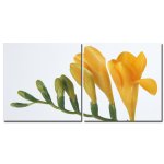 Bild 2er-Set Freesie gelb Holzfaserplatte Fotodruck Blume Wandbild 2 mal 50x50 cm #2005